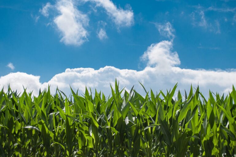 Grass and a blue sky with clouds