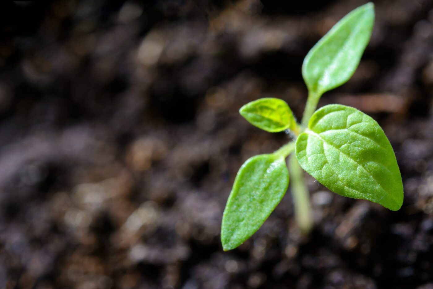 sprouting plant in soil