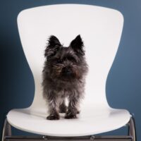 dog on white chair